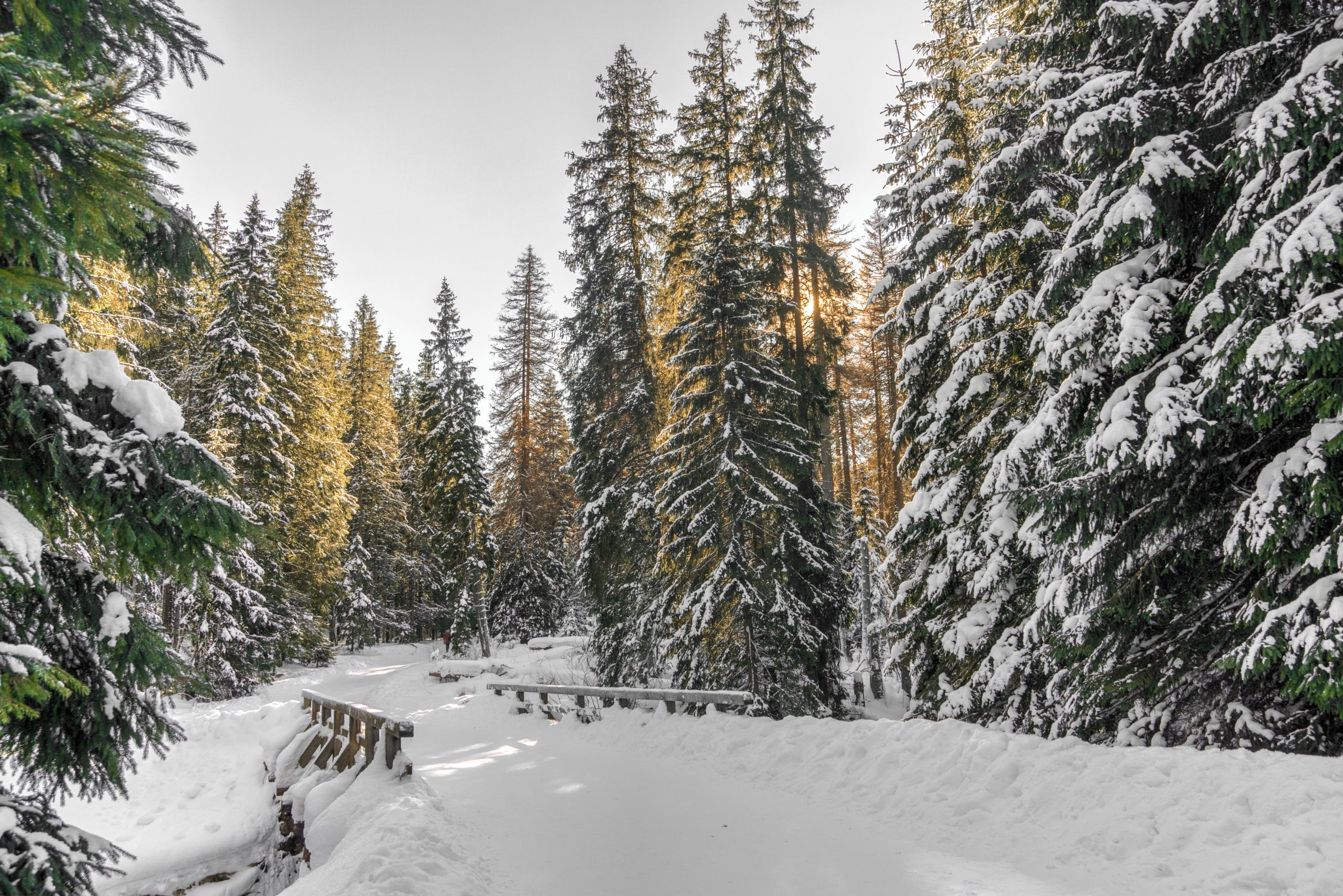 Read more about the article Koks yra Kalėdų CO2 pėdsakas?
